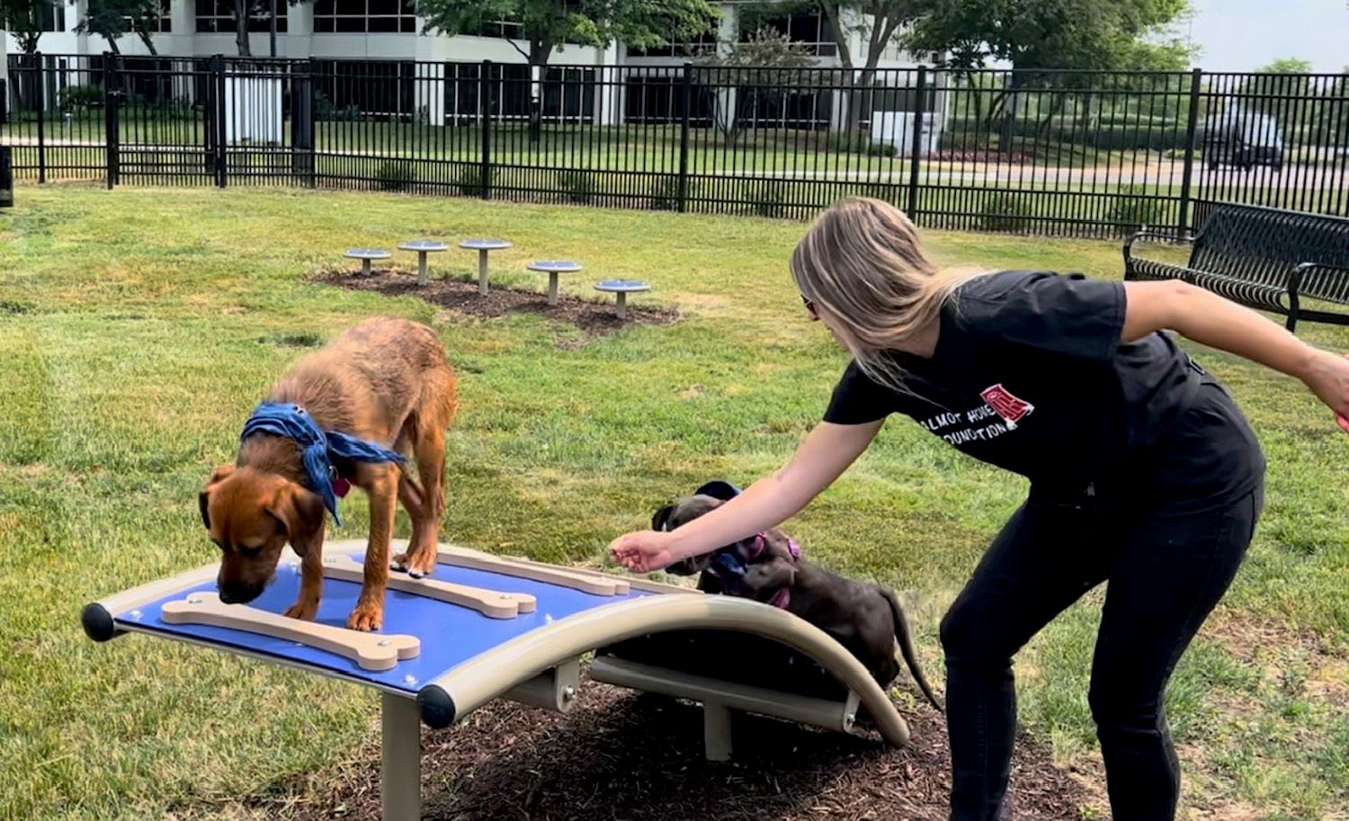 Glenstar Properties Opens FirstOfItsKind ChicagoArea Dog Park for